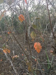 Croton sonorae