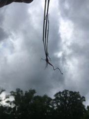 Alopecurus carolinianus