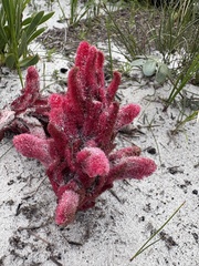 Hyobanche sanguinea, photograph (c) Charleen Brunke, some rights reserved (CC BY)