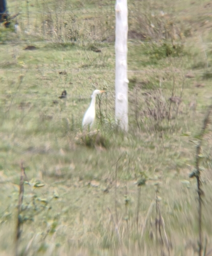 iNaturalist image