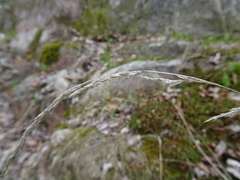 Muhlenbergia mexicana