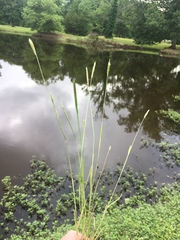 Alopecurus carolinianus