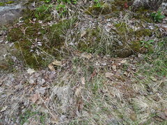 Muhlenbergia mexicana