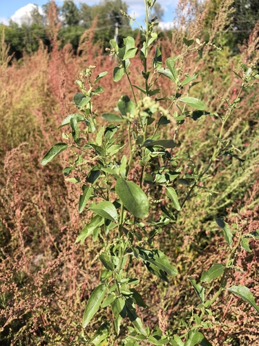 Tatrian Saltbush
