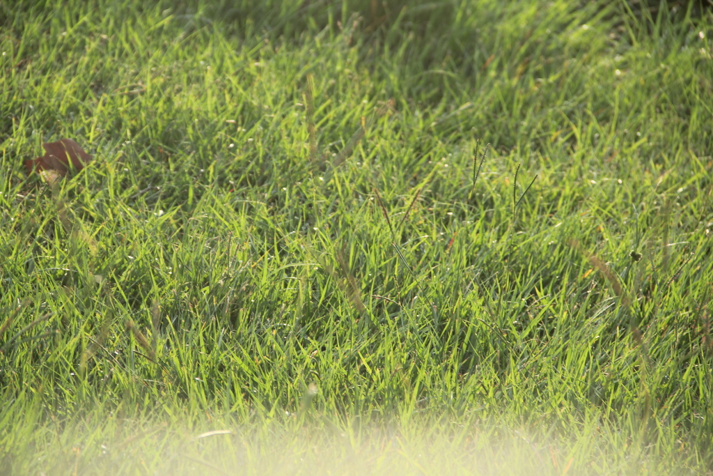 Paspalum notatum; photograph (c) Texas Bird Family, some rights reserved (CC BY)