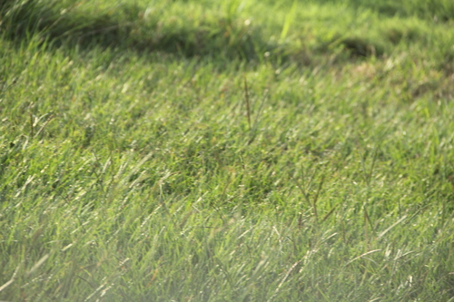 Paspalum notatum, photograph 2