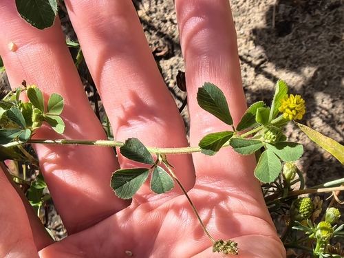 Black Medick