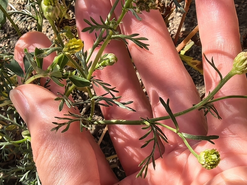 pineapple-weed