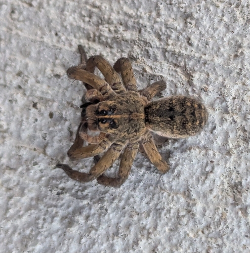 Tigrosa grandis