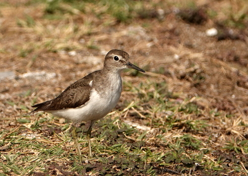 iNaturalist image