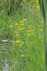 Rorippa amphibia