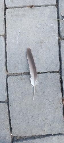 Eurasian Collared-Dove
