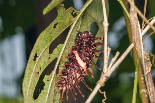 Golden Birdwing