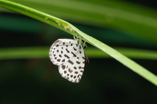 Forest Pierrot