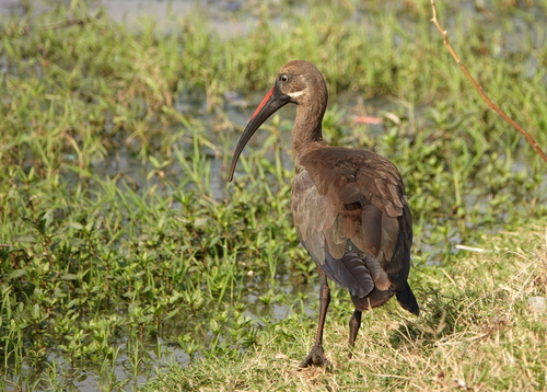 iNaturalist image