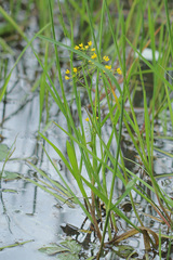 Rorippa amphibia