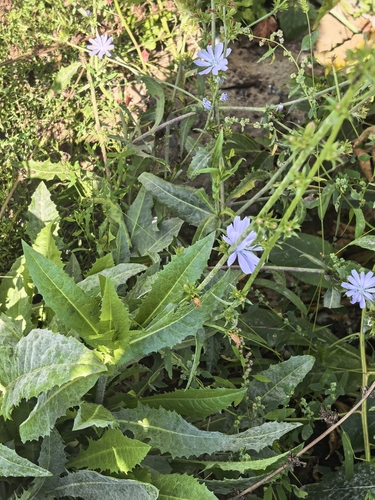 chicory