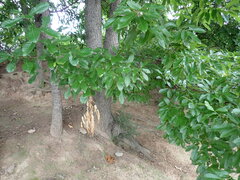 Quercus acutissima, photograph (c) W Rao, some rights reserved (CC BY)