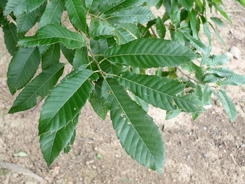 Quercus acutissima, photograph 4