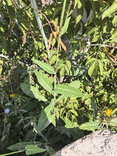 Perennial Sow Thistle