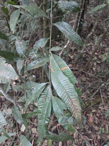 Myrcia hebepetala