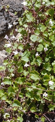 Ivy-leaved toadflax