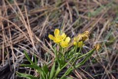 Ranunculus alismifolius