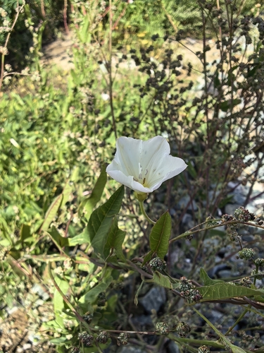 field bindweed