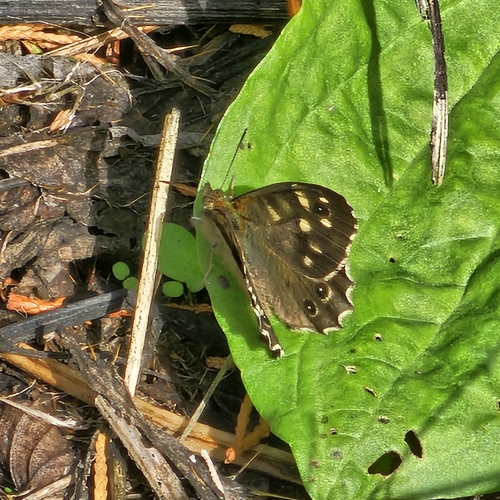 Speckled Wood