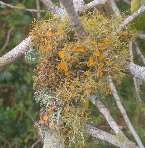 slender orange-bush