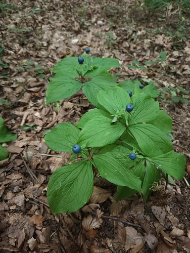Herb Paris