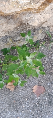 Common Lambsquarters