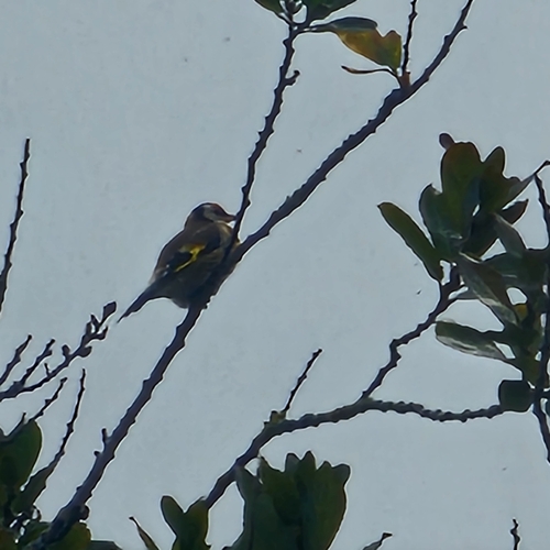 European Goldfinch