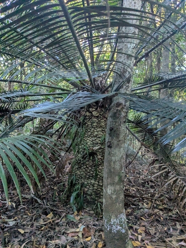 Lepidozamia peroffskyana, 2026-09-08