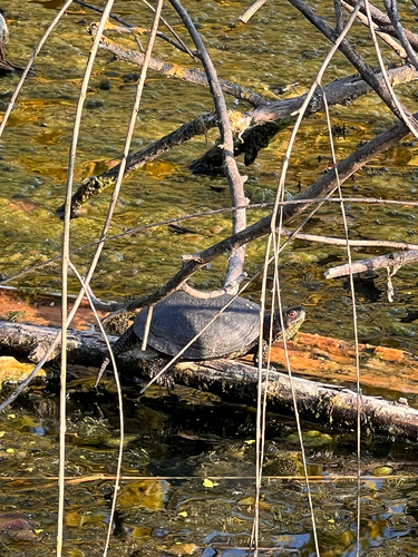 European Pond Turtle