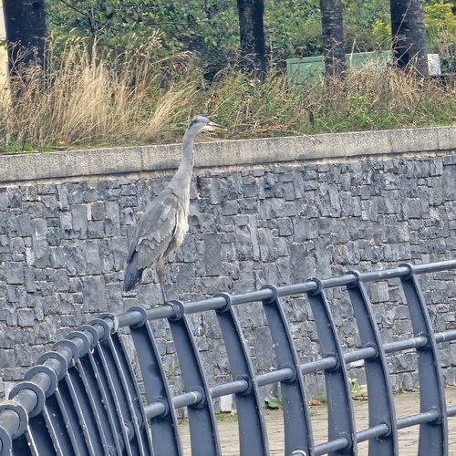 Grey Heron