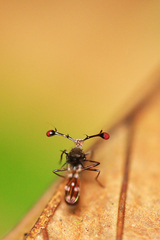 Teleopsis pallifacies