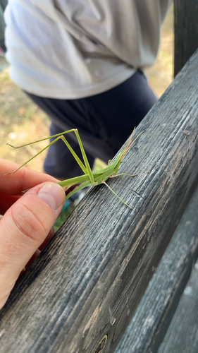Mediterranean Slant-faced Grasshopper