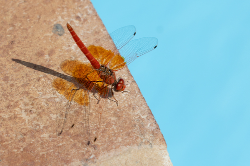 Orange-winged Dropwing