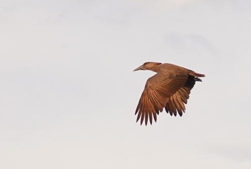 iNaturalist image