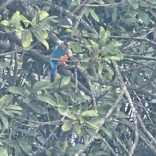 Common Kingfisher