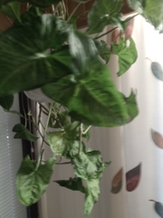 Syngonium auritum