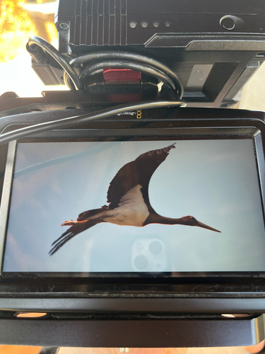 Black Stork