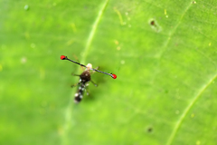 Teleopsis pallifacies