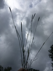 Alopecurus carolinianus