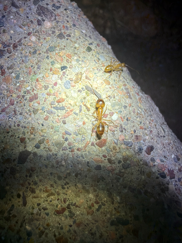 Camponotus festinatus