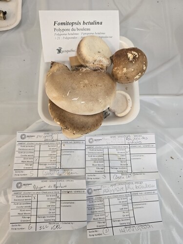 birch polypore