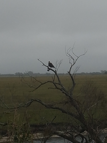 Crested Caracara
