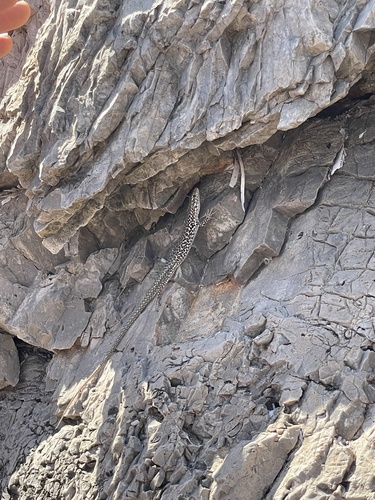 Italian Wall Lizard