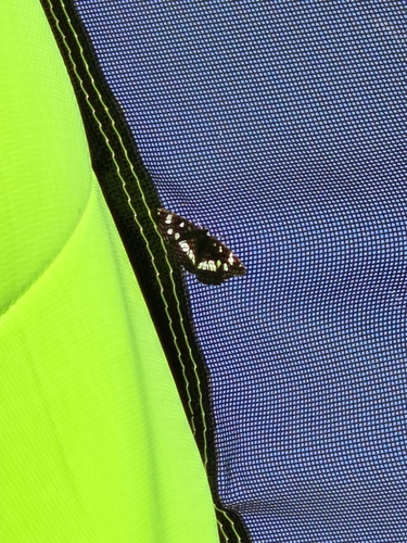 Southern White Admiral